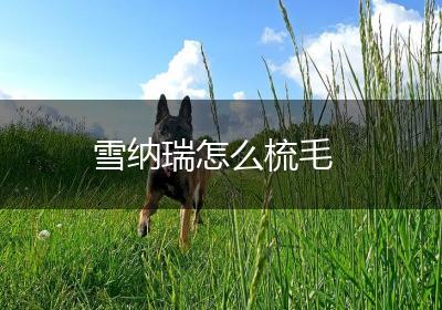 雪纳瑞怎么梳毛