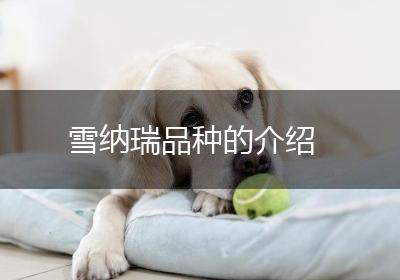 雪纳瑞品种的介绍