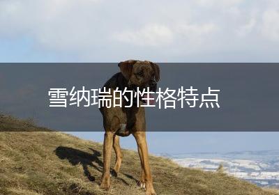 雪纳瑞的性格特点
