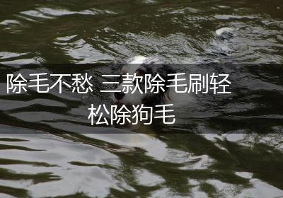 除毛不愁 三款除毛刷轻松除狗毛