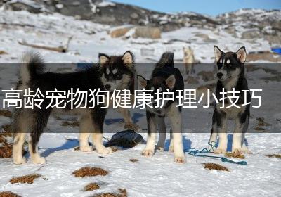 高龄宠物狗健康护理小技巧