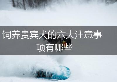 饲养贵宾犬的六大注意事项有哪些
