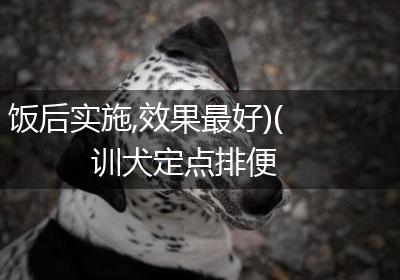 饭后实施,效果最好)(训犬定点排便