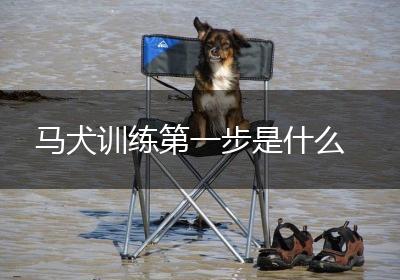 马犬训练第一步是什么
