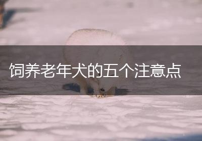 饲养老年犬的五个注意点