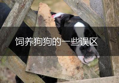 饲养狗狗的一些误区