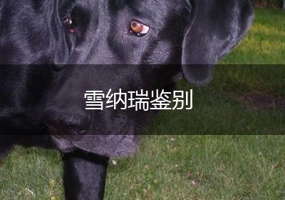 雪纳瑞鉴别