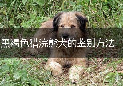 黑褐色猎浣熊犬的鉴别方法