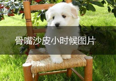 骨嘴沙皮小时候图片
