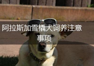 阿拉斯加雪橇犬饲养注意事项