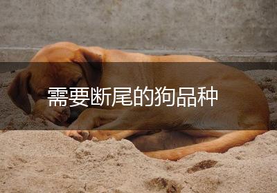 需要断尾的狗品种