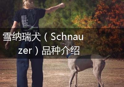雪纳瑞犬（Schnauzer）品种介绍
