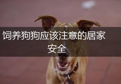饲养狗狗应该注意的居家安全