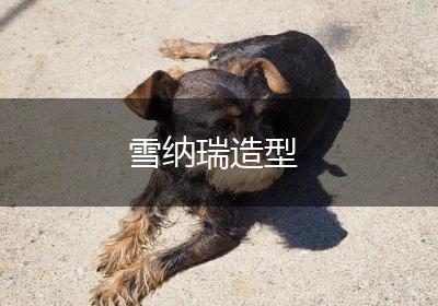 雪纳瑞造型