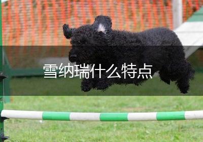 雪纳瑞什么特点
