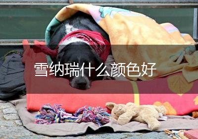 雪纳瑞什么颜色好