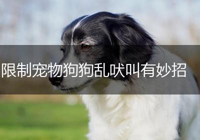 限制宠物狗狗乱吠叫有妙招