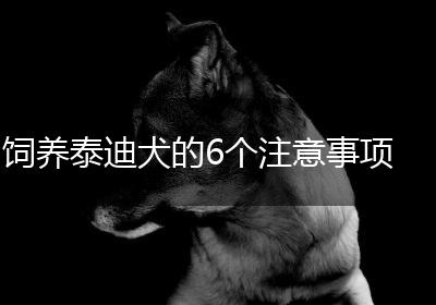 饲养泰迪犬的6个注意事项