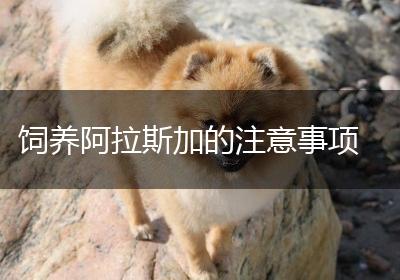 饲养阿拉斯加的注意事项