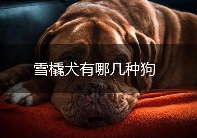 雪橇犬有哪几种狗