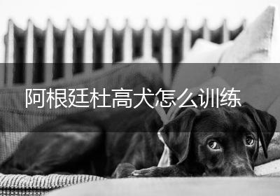 阿根廷杜高犬怎么训练
