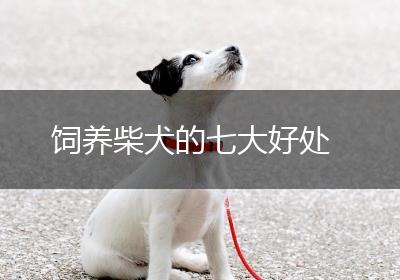 饲养柴犬的七大好处