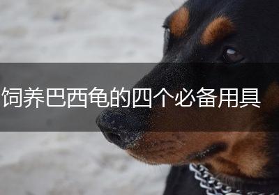 饲养巴西龟的四个必备用具