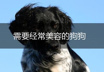 需要经常美容的狗狗