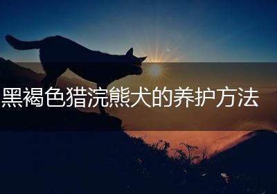 黑褐色猎浣熊犬的养护方法