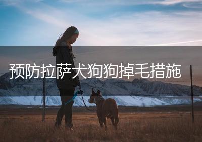 预防拉萨犬狗狗掉毛措施