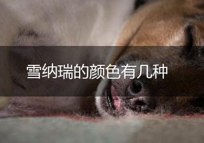 雪纳瑞的颜色有几种
