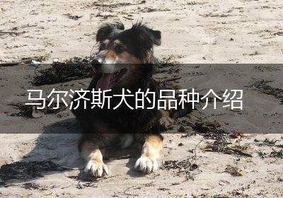 马尔济斯犬的品种介绍