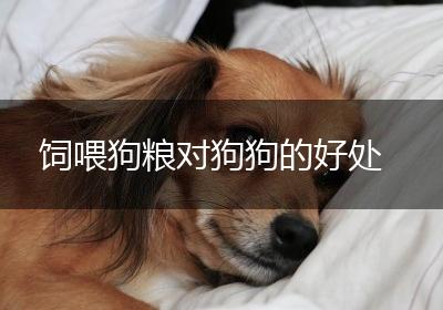 饲喂狗粮对狗狗的好处