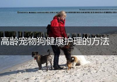 高龄宠物狗健康护理的方法