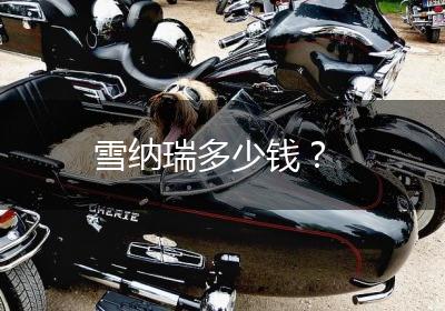 雪纳瑞多少钱？