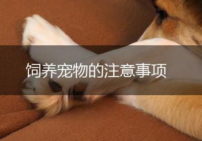 饲养宠物的注意事项