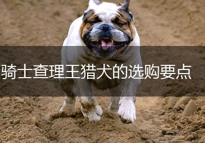 骑士查理王猎犬的选购要点