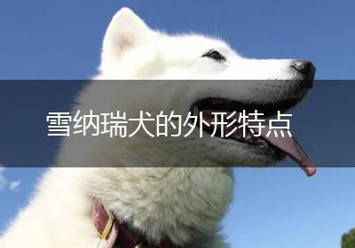 雪纳瑞犬的外形特点