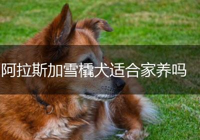 阿拉斯加雪橇犬适合家养吗