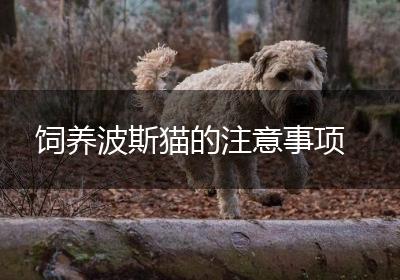 饲养波斯猫的注意事项