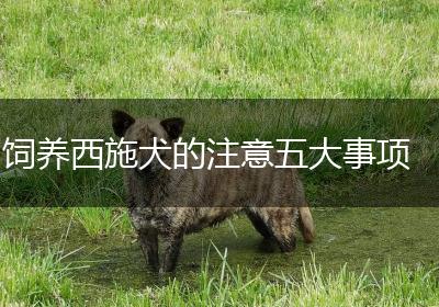 饲养西施犬的注意五大事项