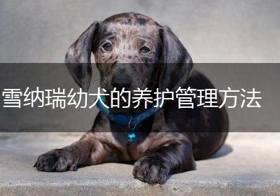 雪纳瑞幼犬的养护管理方法