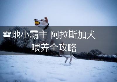 雪地小霸主 阿拉斯加犬喂养全攻略