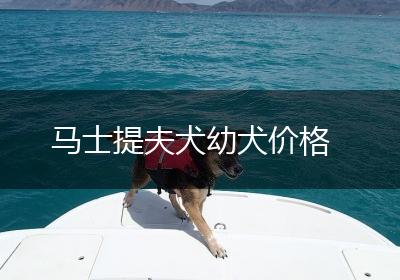 马士提夫犬幼犬价格