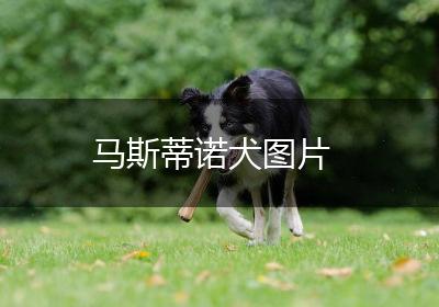 马斯蒂诺犬图片
