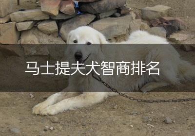 马士提夫犬智商排名
