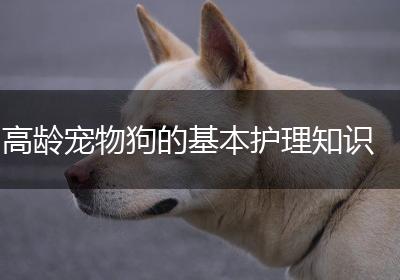 高龄宠物狗的基本护理知识