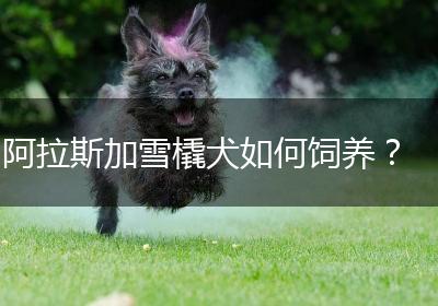 阿拉斯加雪橇犬如何饲养？