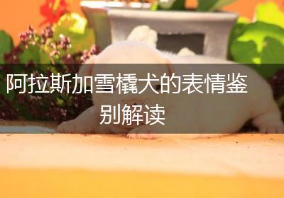 阿拉斯加雪橇犬的表情鉴别解读
