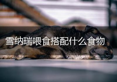 雪纳瑞喂食搭配什么食物